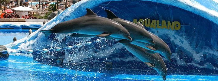Baby dolfijn Waka Aqualand