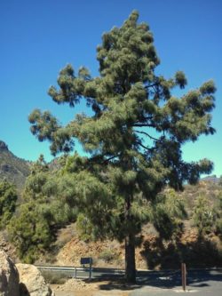 Pinus Canariensis - Canarische den