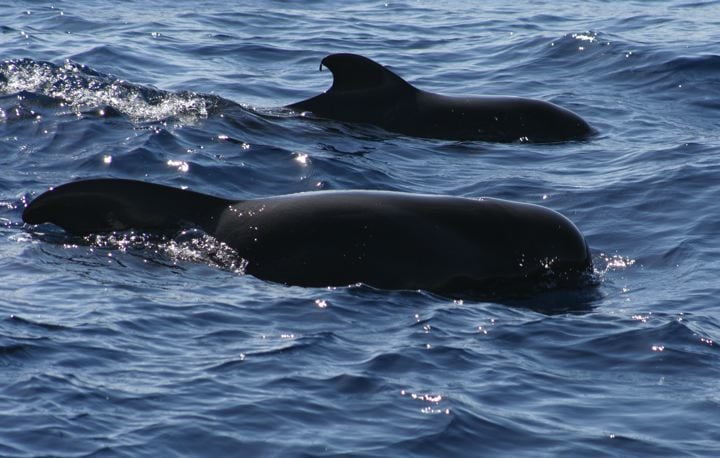 Honderdtal illegale boten actief in Tenerife - Walvissen spotten