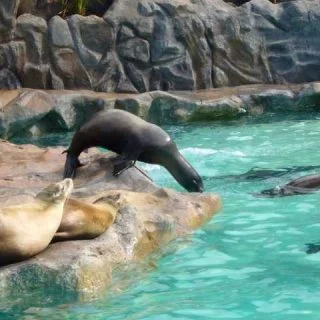 Siam Park heropent, foto met zeehonden