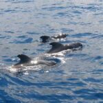 Activiteiten Costa Adeje - Walvissen en dolfijnen spotten