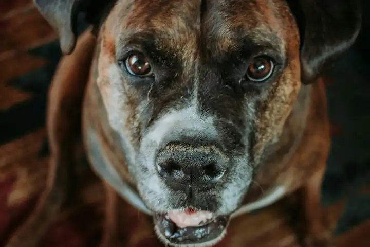 Een Mastiff hond